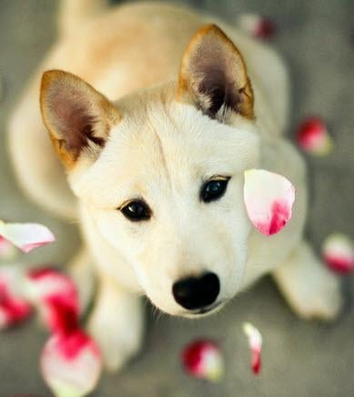 Cute dog Photo gallery截图1