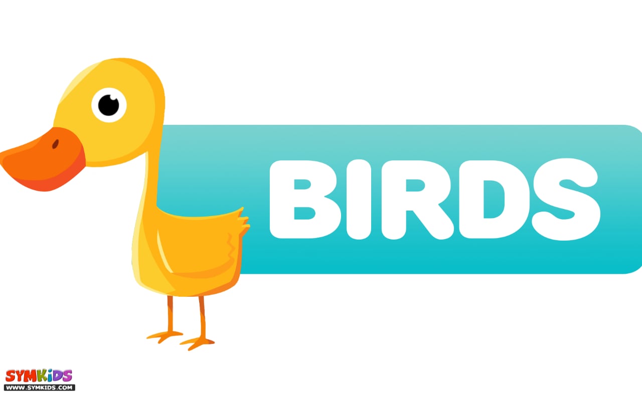 Birds for Kids截图6