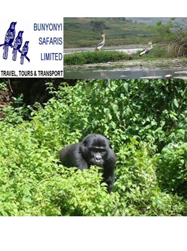 Uganda Bunyonyi Safaris ...截图2