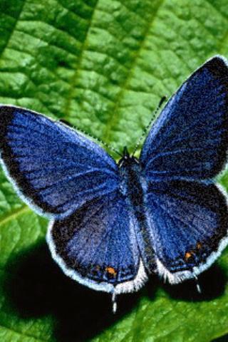 Natural Butterfly Glitter Live截图1