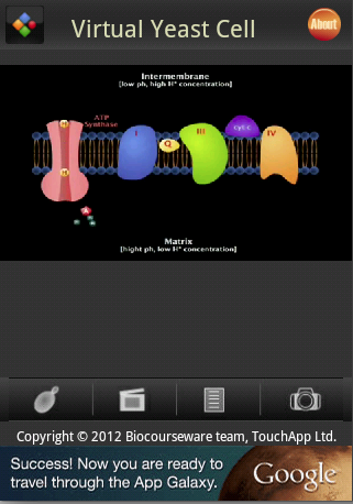 Virtual Yeast Cell截图3