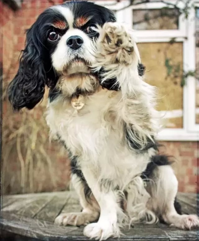 King Charles Spaniel Dog截图1