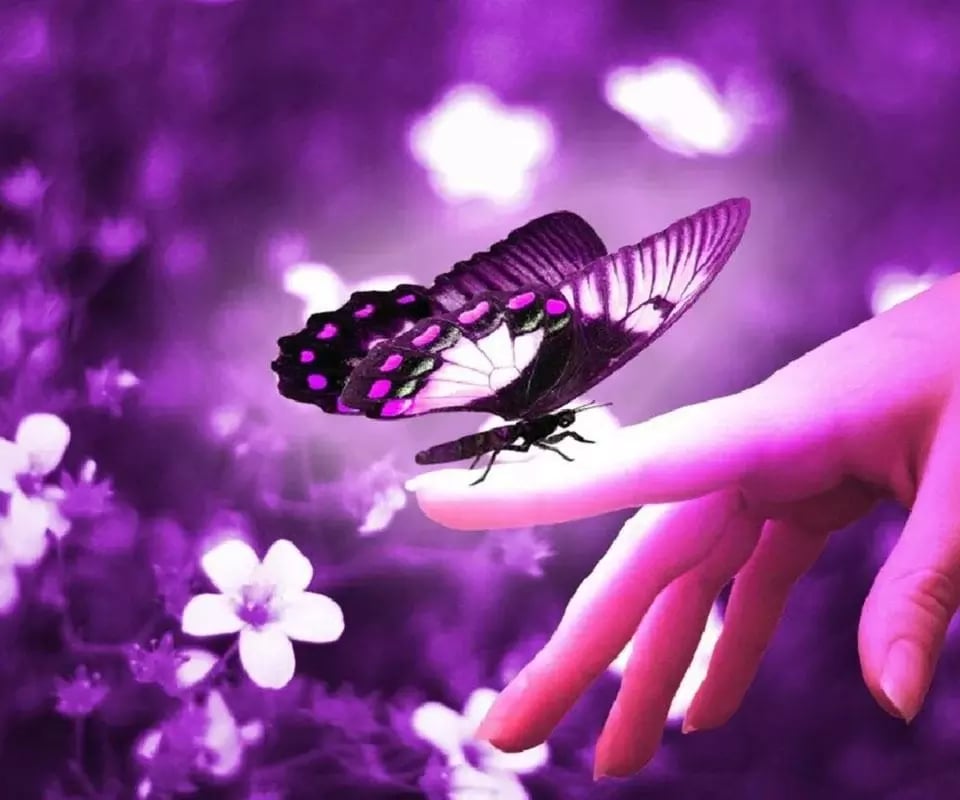 Beautiful Butterfly截图1