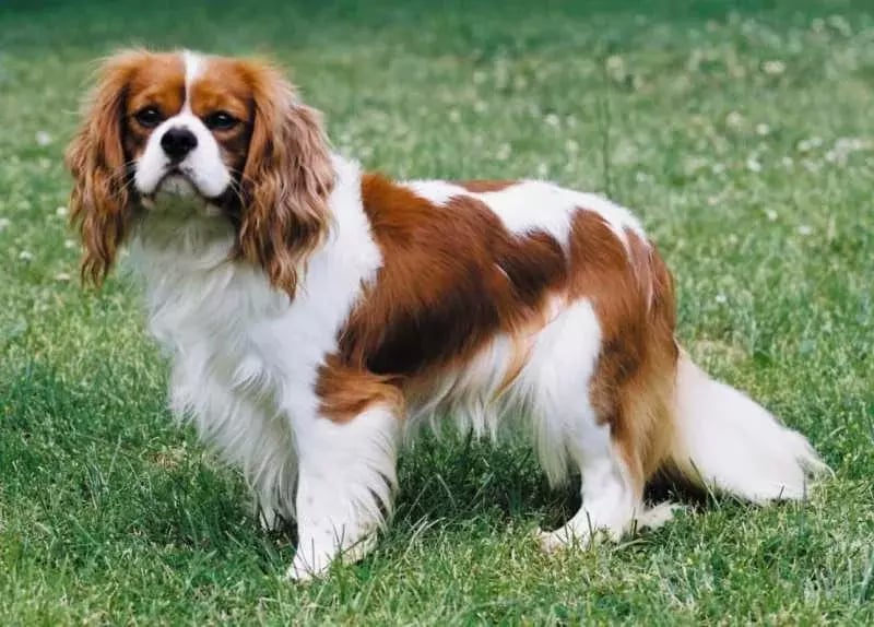 King Charles Spaniel Dog截图2