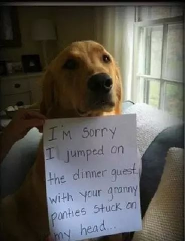 Funny Dog Pics截图1