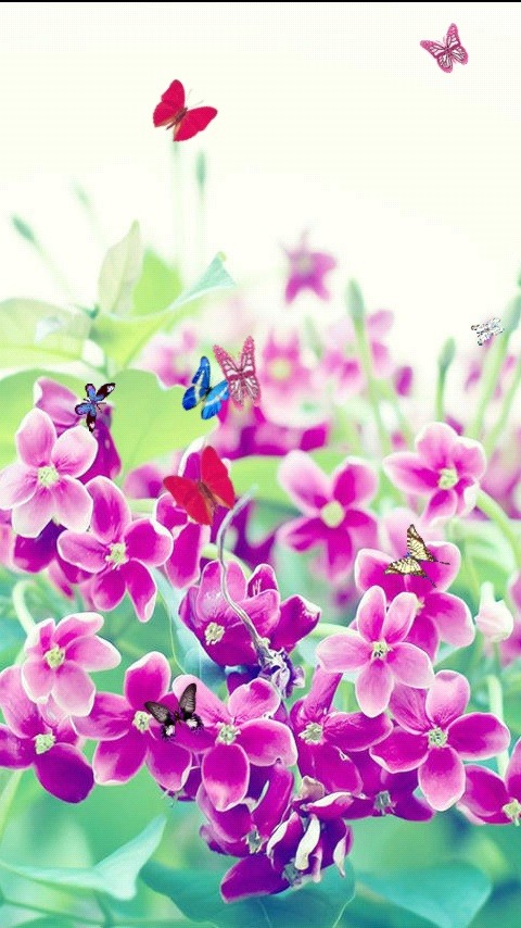 鲜花和蝴蝶截图2
