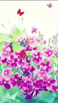 鲜花和蝴蝶截图