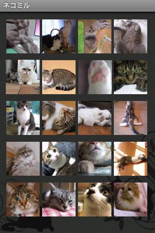 猫猫图片浏览器截图2