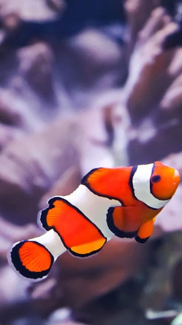 Clownfish Wallpapers截图4