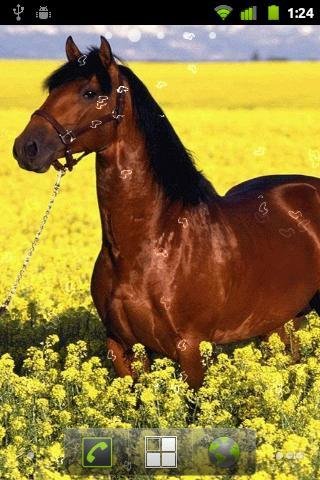 Horses Slide Show截图1