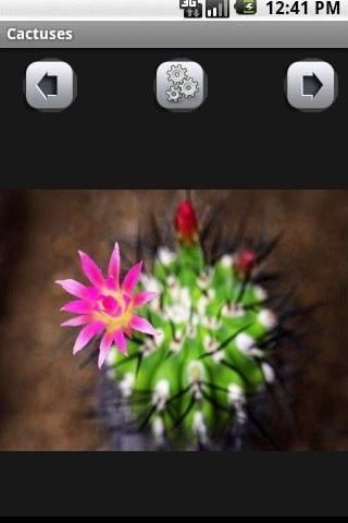 仙人掌壁纸 Cactuses Wallpaper截图3