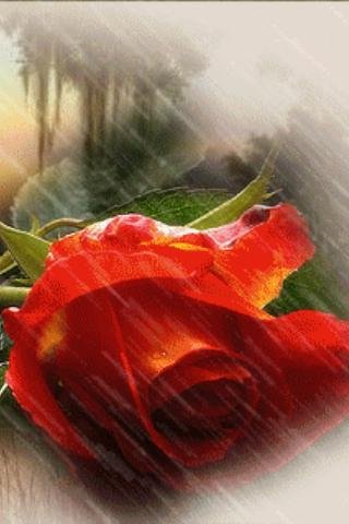 Red Rose Under Rain Live Wallp截图3