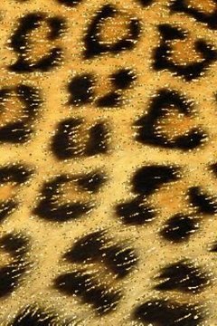 Glitter Leopard Live Wallpaper截图