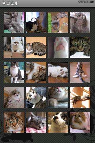 猫猫图片浏览器截图3
