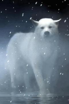 Beautiful White Wolf Live Wal截图