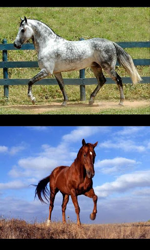 Horses, my passion截图2