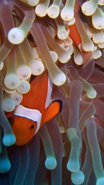 Clownfish Wallpapers截图3
