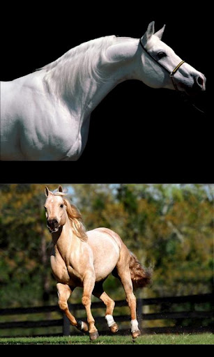 Horses, my passion截图3