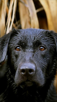 拉布拉多猎犬墙纸截图