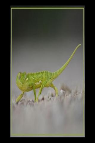 野生动物图片 Kruger Park Wildlife Book截图3