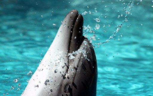 Beautiful Dolphins HD截图4