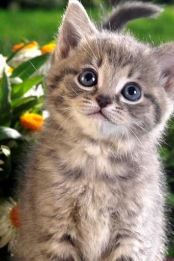 Cute Animal Wallpaper 5截图4