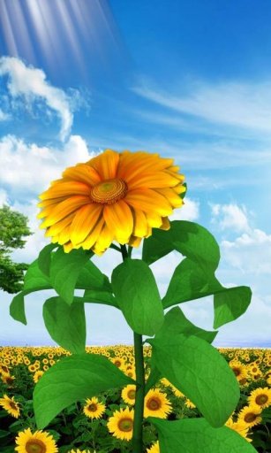 3D Sun Flower Live Wallpaper截图4