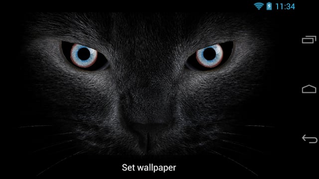 Black cat eyes live wallpaper截图7