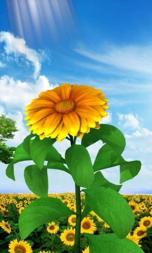 3D Sun Flower Live Wallpaper截图10