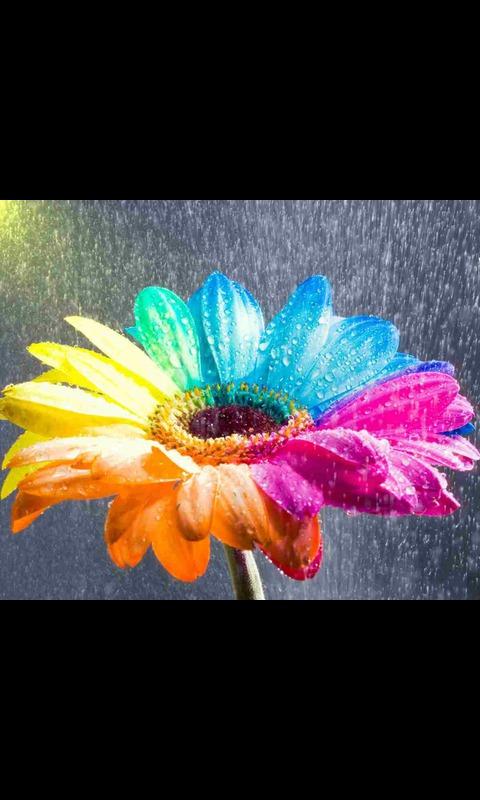 Rainbow Flower Live Wallpaper截图3