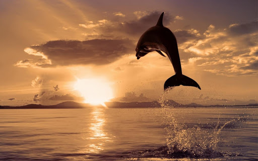 Beautiful Dolphins HD截图2