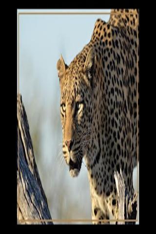 野生动物图片 Kruger Park Wildlife Book截图2