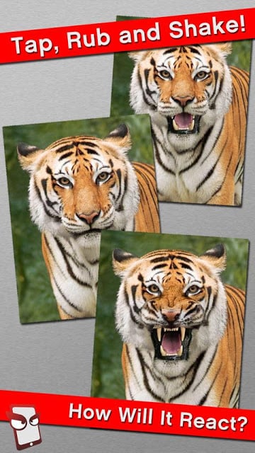 Angry Tiger Free!截图2