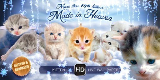 BABY CAT KITTEN LIVE WALLPAPER截图5