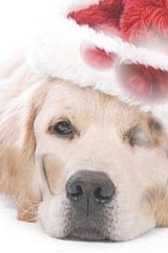 Sad Christmas Dog LWP截图1