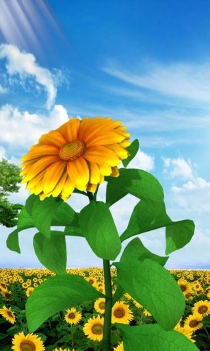 3D Sun Flower Live Wallpaper截图11