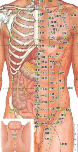 针灸穴位图截图3