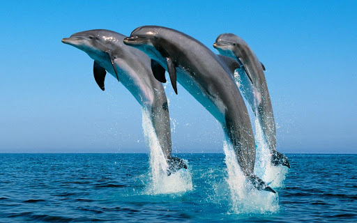 Beautiful Dolphins HD截图1