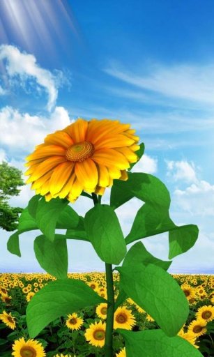 3D Sun Flower Live Wallpaper截图3