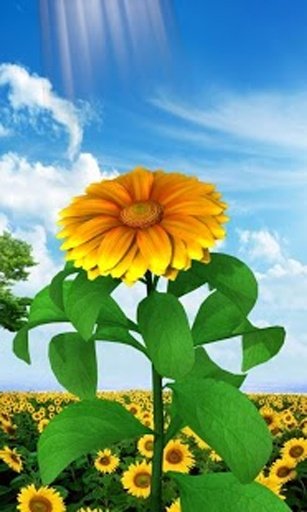 3D Sun Flower Live Wallpaper截图2