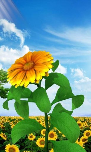 3D Sun Flower Live Wallpaper截图7