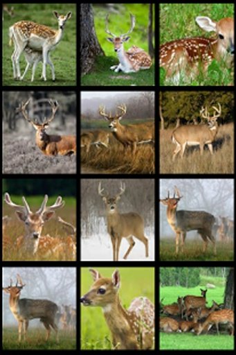 Deer Wild Hunt 2014截图4