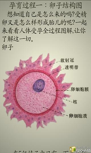 女性人体受孕全过程图解截图4