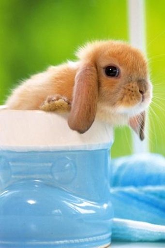 Cute Animal Wallpaper 7截图4