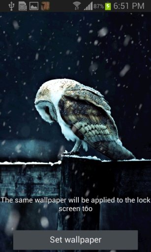 Snowy Owl Live Wallpaper截图1