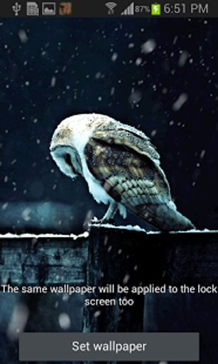 Snowy Owl Live Wallpaper截图2