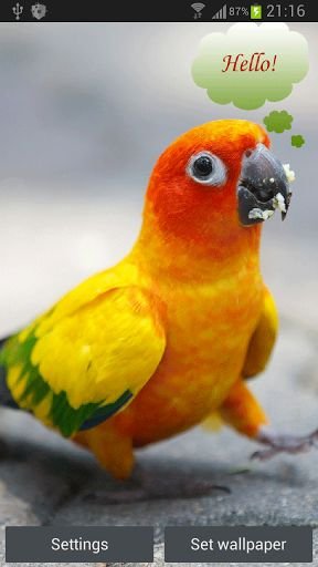 Talking Parrot 2截图4