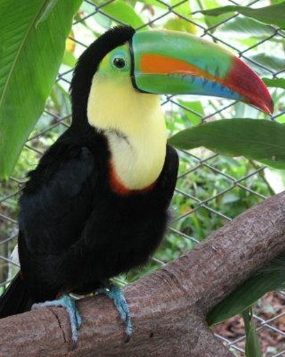 The Talking Toucan Bird截图7