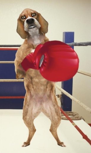 Boxing Dog Live Wallpaper截图4