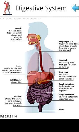 Anatomy截图4